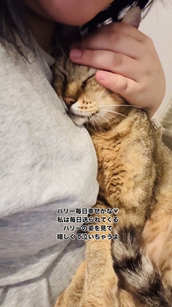 抱きしめられる猫