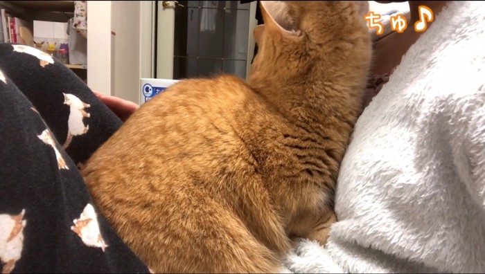 飼い主の顔にキスする猫