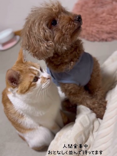 並んで座る猫と犬