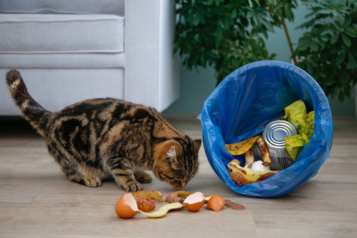 ゴミ箱を散らかす猫