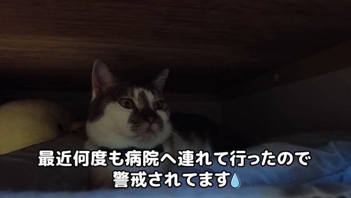 隠れていたささみくん