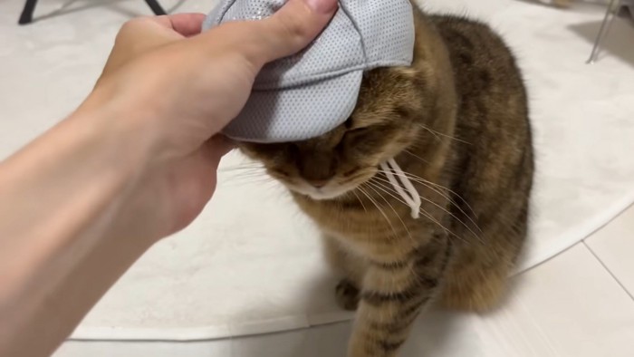 帽子を押さえつけられている猫