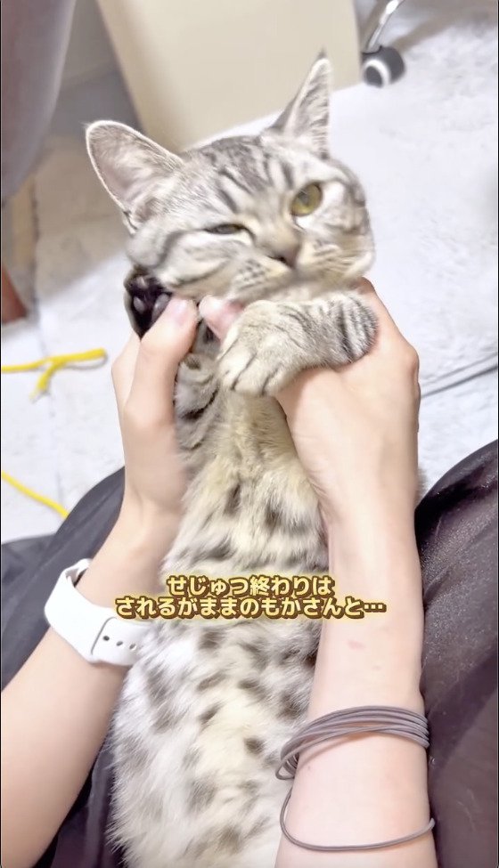 お客さんにされるがままの猫