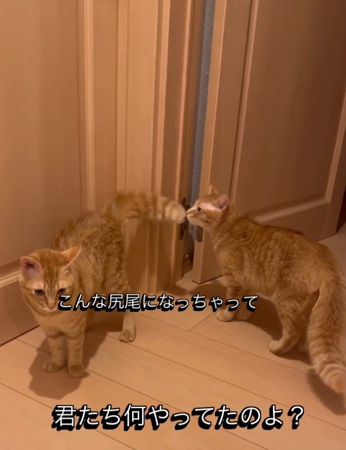 「こんなしっぽになっちゃって…」と書かれた写真2