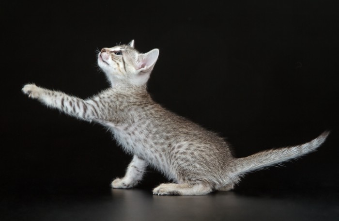エジプシャンマウの子猫