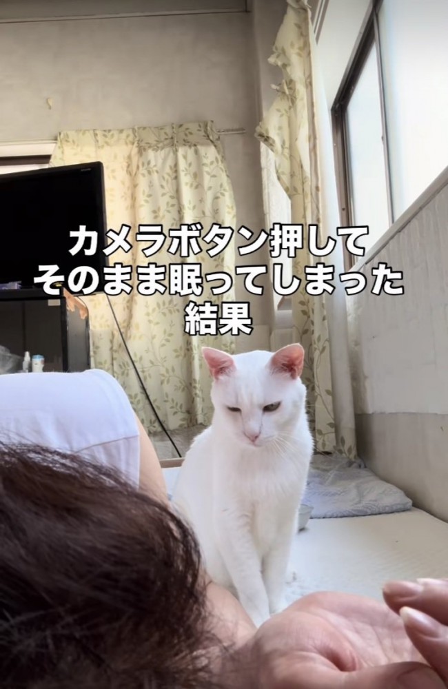 眠るママを見て目を細める白猫