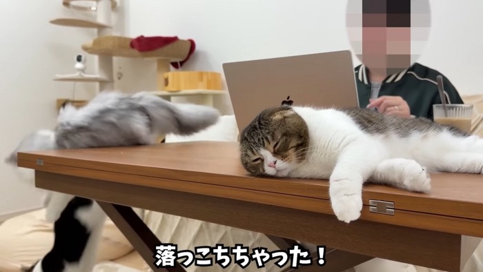 テーブルから落ちる猫たち