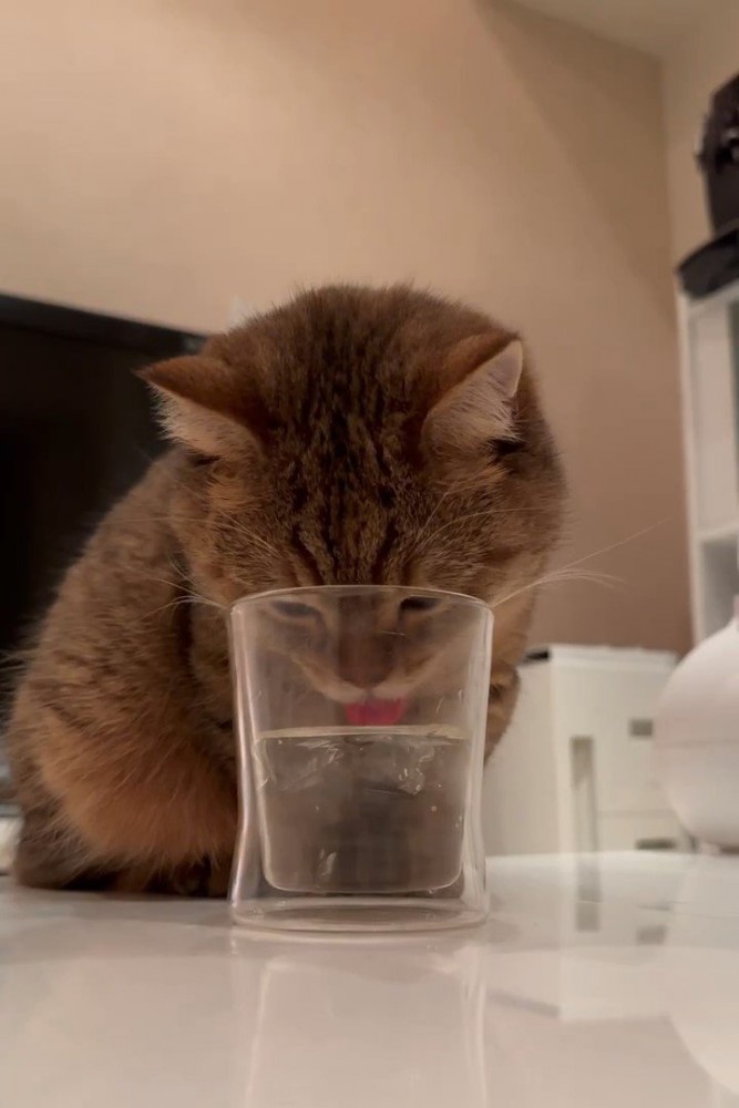 水を飲む猫