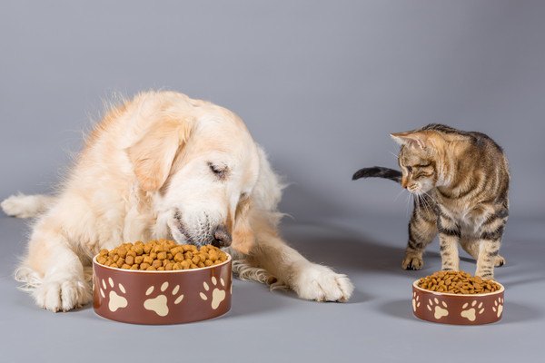 餌を食べる犬と猫