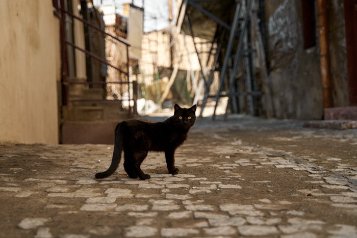 路上に佇む黒猫