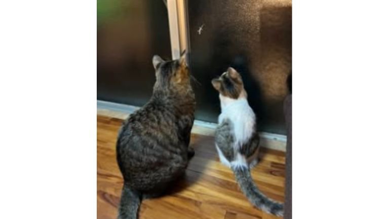 窓にいる猫