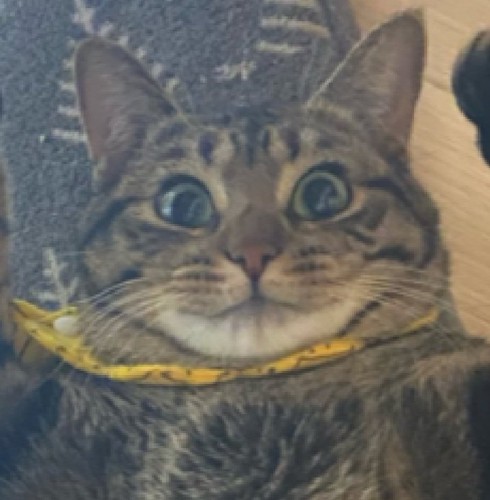 にっこりする猫