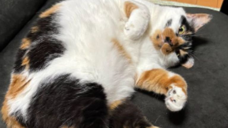 室内にいる猫