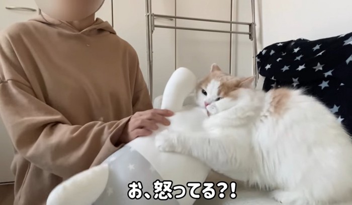 ぬいぐるみに噛み付く猫