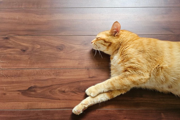 板の間でくつろぐ猫