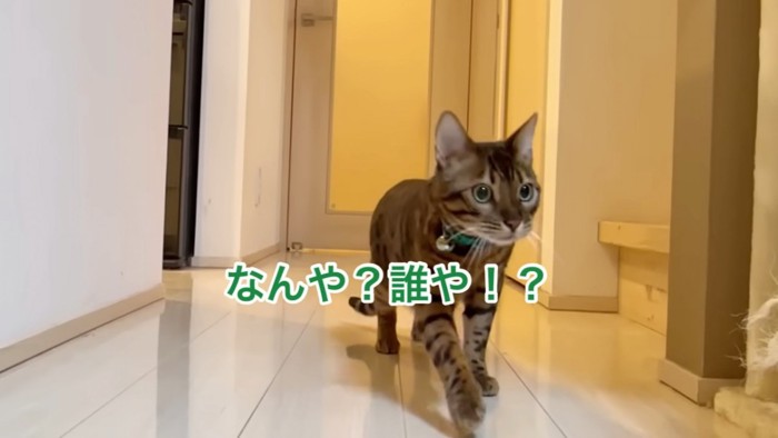 びっくりした猫の顔