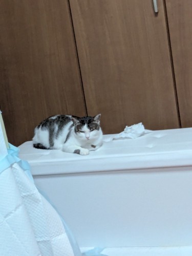 険しい顔の猫