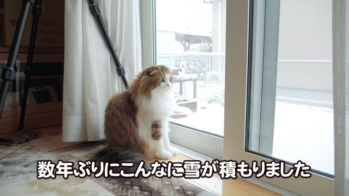 外を見る猫