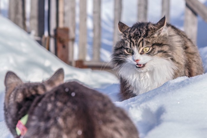 怒り顔の猫