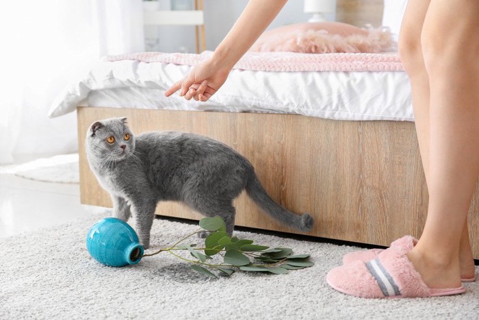 花瓶を落として叱られる猫