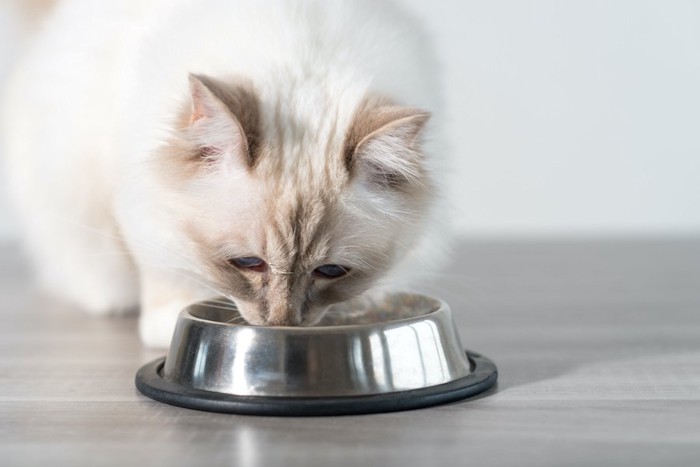 食事中の猫