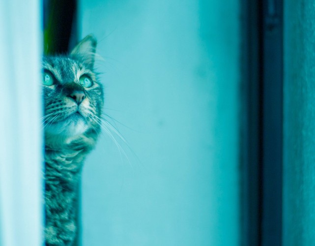 窓から外を観察する猫
