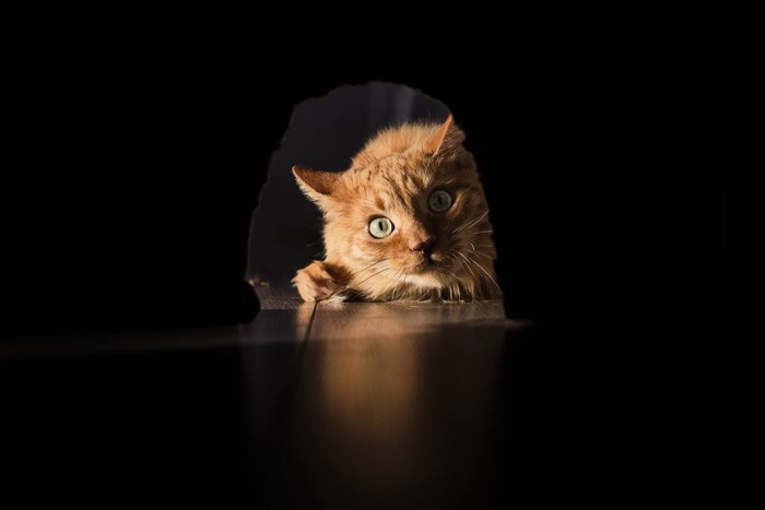 穴を覗き見る猫
