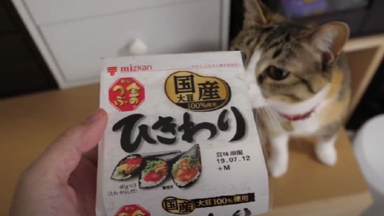 納豆と猫