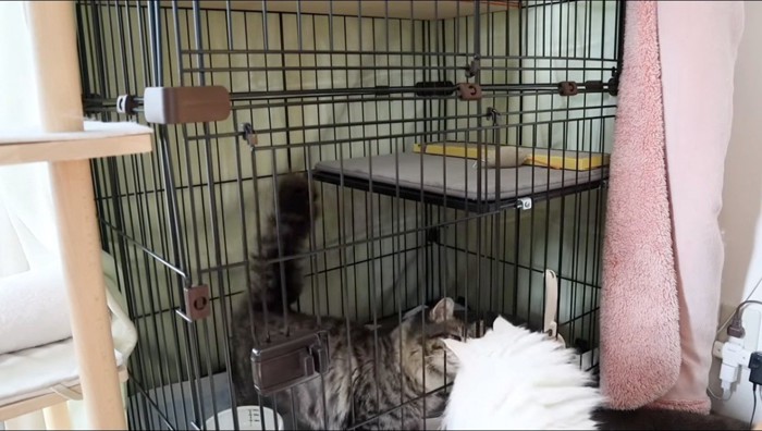 ケージ越しに匂いをかぎ合う2頭の猫