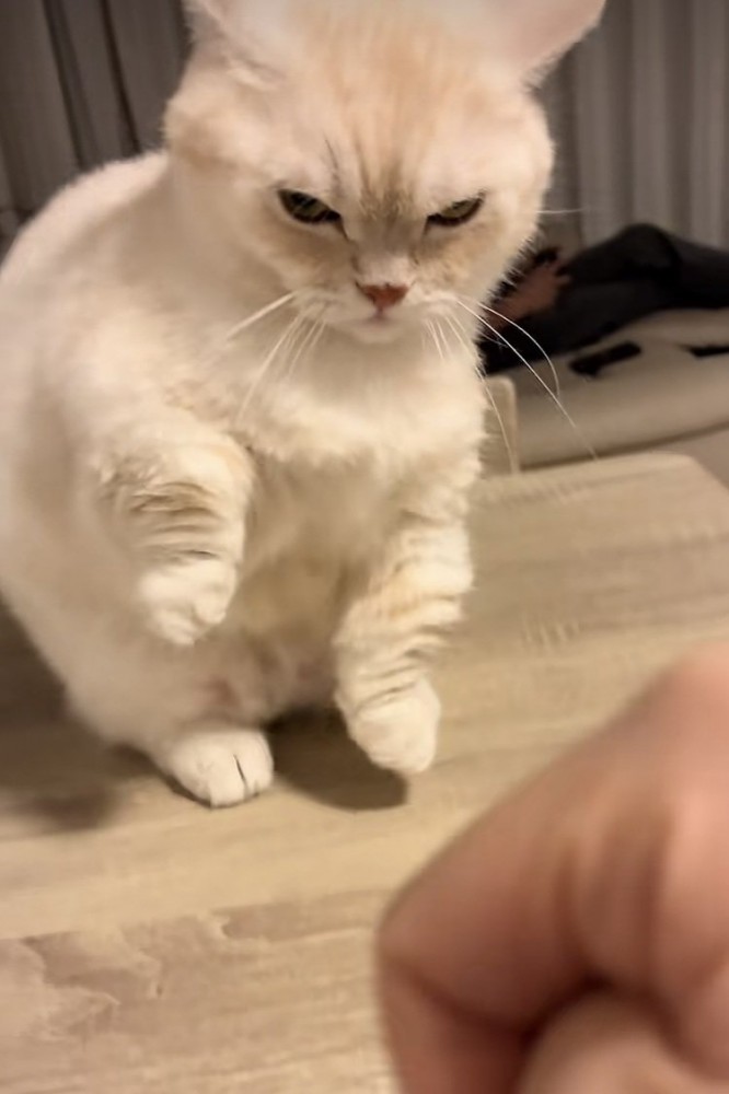 飼い主さんに怒るミヌエット