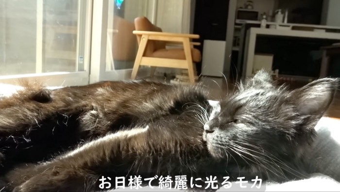 お日様に当たりながら寝る猫