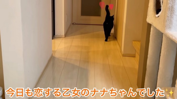 黒猫の後ろ姿