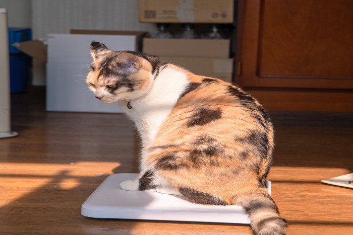 体重計に乗る猫