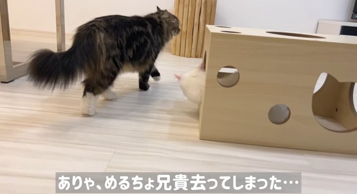 歩いている猫