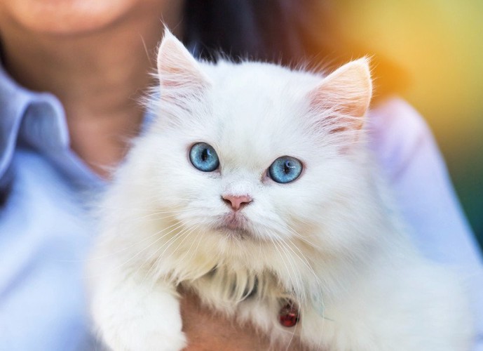 女性に抱かれるペルシア猫