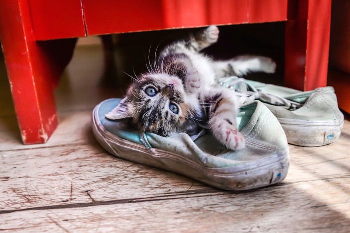 靴の上に寝転がる子猫