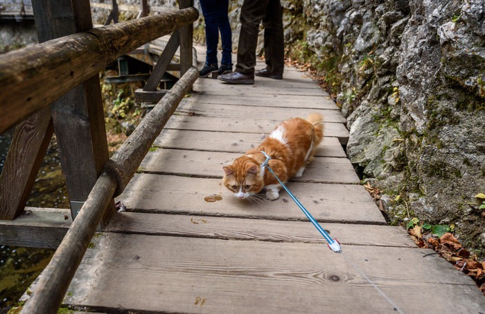 わたり橋の真ん中にいる猫