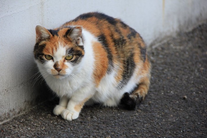 警戒している様子の猫