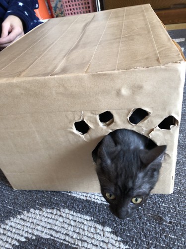 ダンボールから顔を出す猫