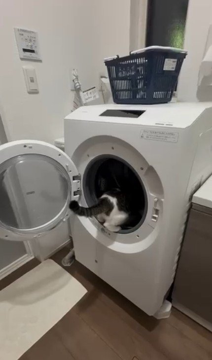 洗濯機を覗き込む猫