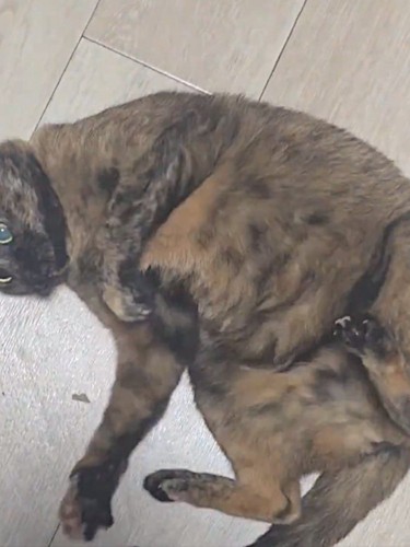 しっぽを逃がして呆然とした表情を浮かべる猫