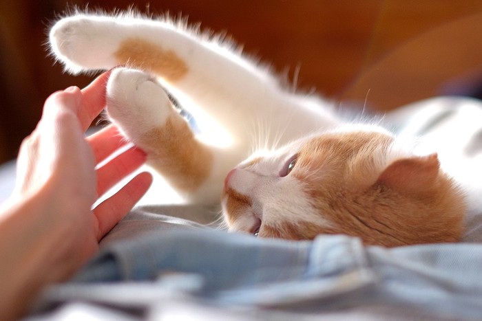 甘える子猫