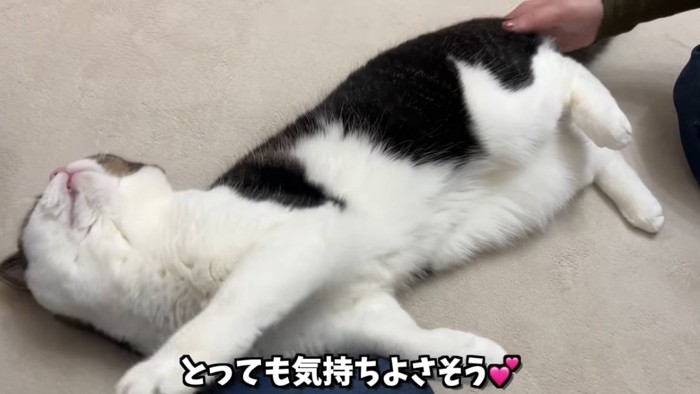 寝そべる猫