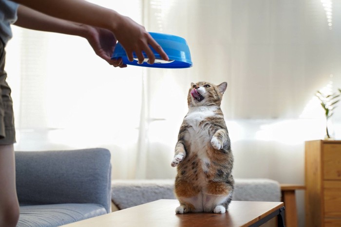 立ち上がる猫