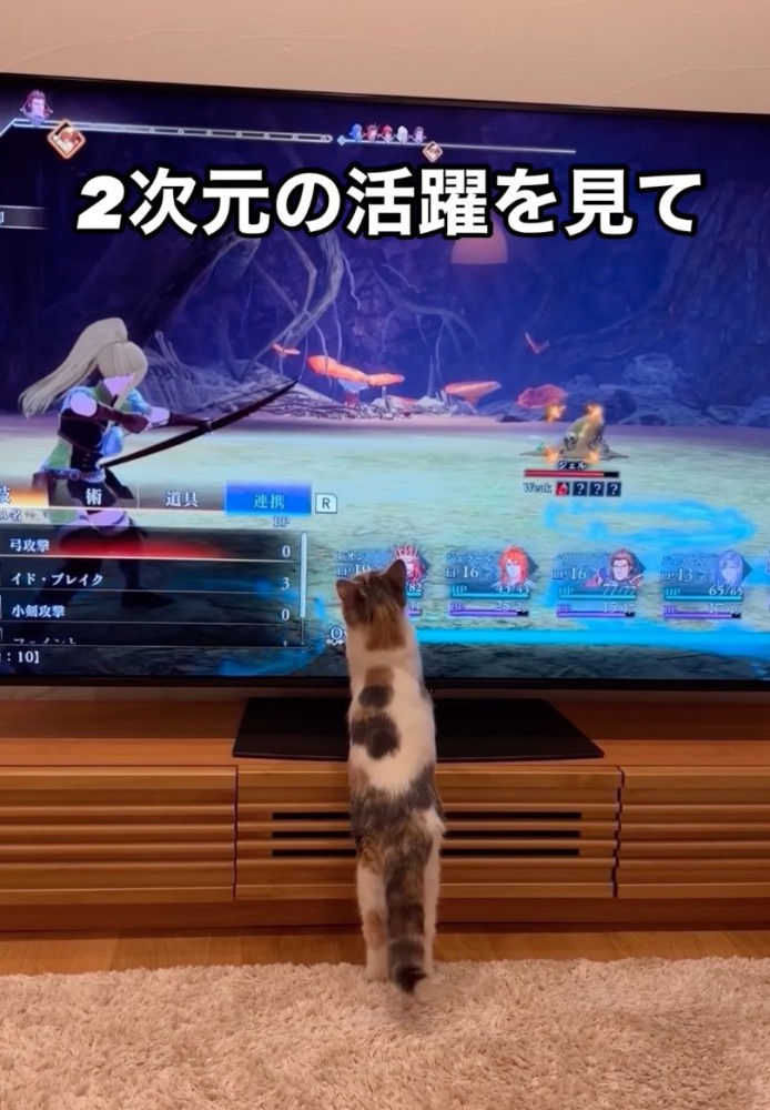 キャラクターを見つめる猫