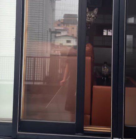 網戸を見ている猫