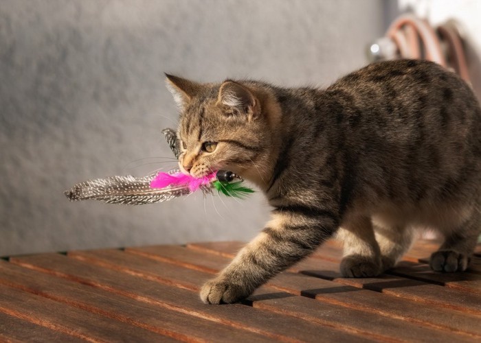 おもちゃをくわえる猫