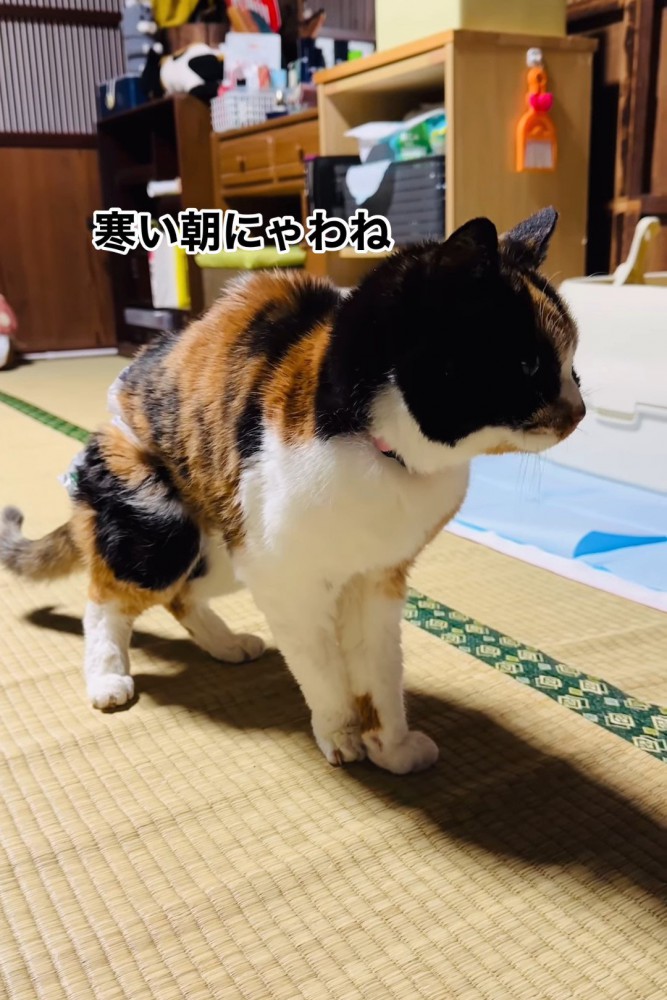 猫の横顔