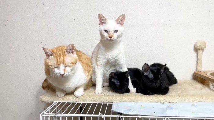 カメラ目線のチロちゃん