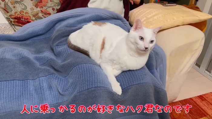 前足をのばして座る猫